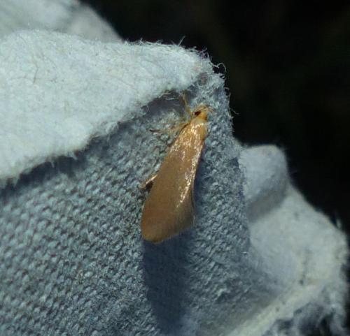Réf. 315 624 : Crassa tinctella